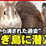 【大久野島】“うさぎだらけの島”かつては毒ガス工場も…現地ガイド「悲しい歴史を知ることも大切」｜ABEMA的ニュースショー