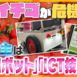 イチゴが危機！？人気のフルーツなのに生産者不足…　打開策は「AIロボット」に「ICT技術」　変わる栽培方法とは　【かんさい情報ネット ten.特集】