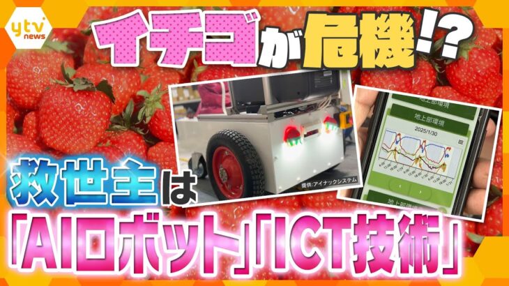 イチゴが危機！？人気のフルーツなのに生産者不足…　打開策は「AIロボット」に「ICT技術」　変わる栽培方法とは　【かんさい情報ネット ten.特集】