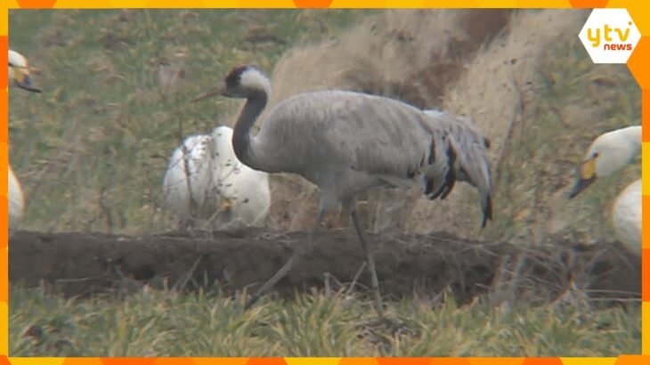 【映像】灰色の羽毛と首の一部が黒い、珍しい渡り鳥「クロヅル」飛来　滋賀県内では3例目「感動もの」