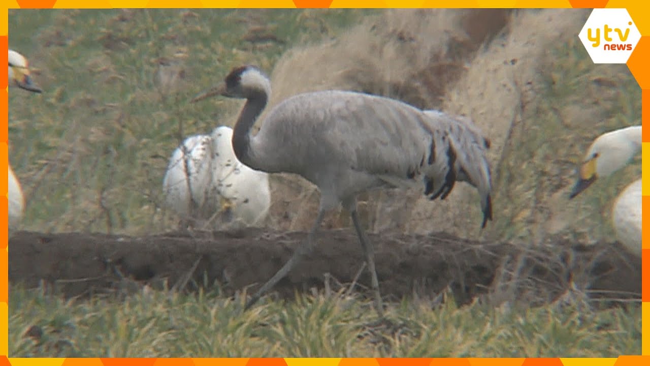 【映像】灰色の羽毛と首の一部が黒い、珍しい渡り鳥「クロヅル」飛来　滋賀県内では3例目「感動もの」