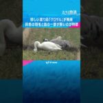 【映像】灰色の羽毛と首の一部が黒い、珍しい渡り鳥「クロヅル」飛来　滋賀県内では3例目「感動もの」 #shorts #読売テレビニュース