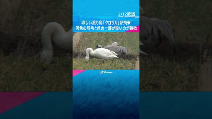 【映像】灰色の羽毛と首の一部が黒い、珍しい渡り鳥「クロヅル」飛来　滋賀県内では3例目「感動もの」 #shorts #読売テレビニュース