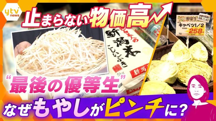 【イブスキ解説】物価高で食費が家計を圧迫　食卓に値上げの波で野菜もコメも高すぎる　今、お得な“野菜三銃士”とは？　最後の優等生「もやし」も危機！？