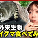 【アライグマ】実はおいしい？捕獲数急増の“特定外来生物”田中萌アナが実食｜ABEMA的ニュースショー