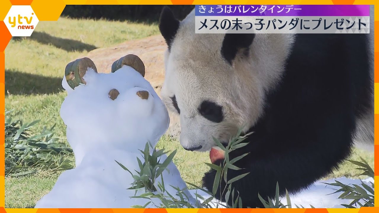 パンダ「楓浜」にバレンタインプレゼント　リンゴ食べ、雪に飛び込み、氷にかぶりつく姿に笑顔　和歌山