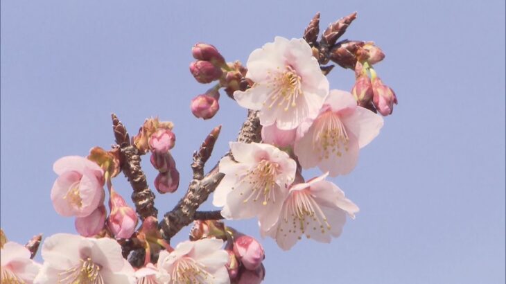 南国の寒桜が早くも見ごろ　和歌山・那智勝浦町のＪＲ那智駅　観光客や地元住民に一足早く“春の訪れ”