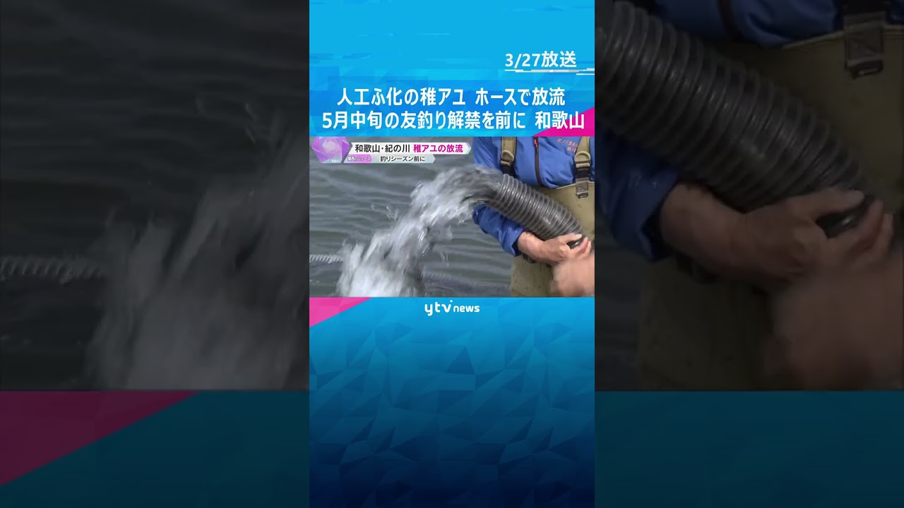 人工ふ化させた13万匹の稚アユ、ホースを使って放流 5月中旬の友釣り解禁を前に 和歌山・紀の川市 #shorts #読売テレビニュース
