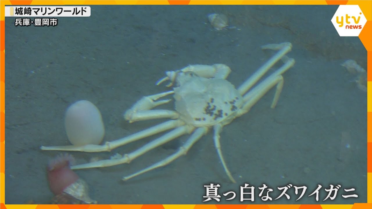 【新生活】飼育員も驚き「30年で2回目」珍しい『真っ白なズワイガニ』仲間入り&トドの子ども『カナタ』も父親と一緒の生活に 城崎マリンワールド