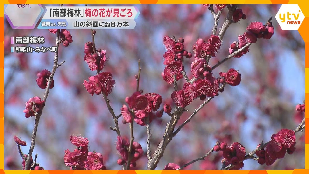 「南部梅林」山一面に広がる約8万本の梅の花が見ごろ　見物客は色とりどりの花や香りを満喫　和歌山