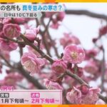 【桃の節句】梅の花は間もなく見ごろ、寒さで開花が2週間遅れる　楽しみ方は3つの段階で　大阪城公園