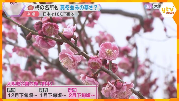 【桃の節句】梅の花は間もなく見ごろ、寒さで開花が2週間遅れる　楽しみ方は3つの段階で　大阪城公園