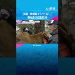 きょうは『啓蟄』　滋賀・彦根城で松の「こも外し」　害虫を駆除する伝統的な手法　春を告げる風物詩　#shorts #読売テレビニュース