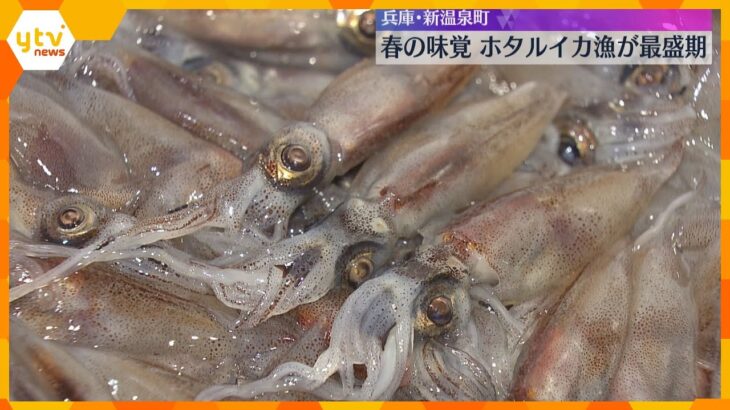 【春の味覚】青白く光る“海の宝石”、ホタルイカ漁が最盛期　プリプリした食感が特徴　兵庫・新温泉町