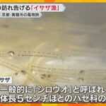 春の訪れ告げる「イサザ漁」最盛期　「シロウオ」とも呼ばれ、踊り食いも　京都・舞鶴市の伊佐津川