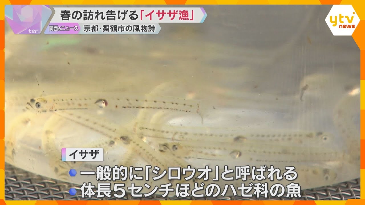 春の訪れ告げる「イサザ漁」最盛期　「シロウオ」とも呼ばれ、踊り食いも　京都・舞鶴市の伊佐津川