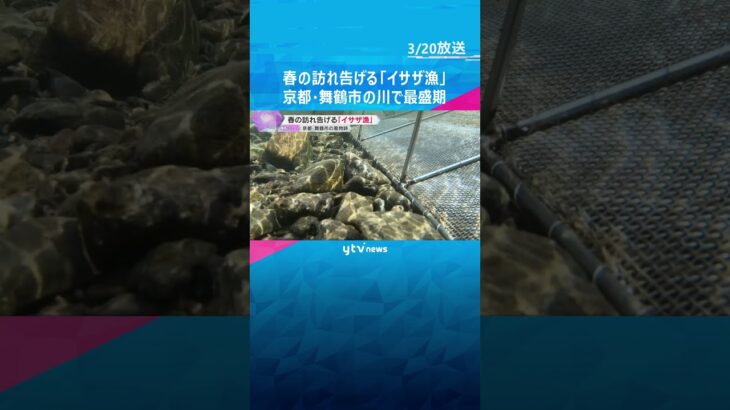 春の訪れ告げる「イサザ漁」最盛期　「シロウオ」とも呼ばれ、踊り食いも　京都・舞鶴市の伊佐津川　#shorts　#読売テレビニュース