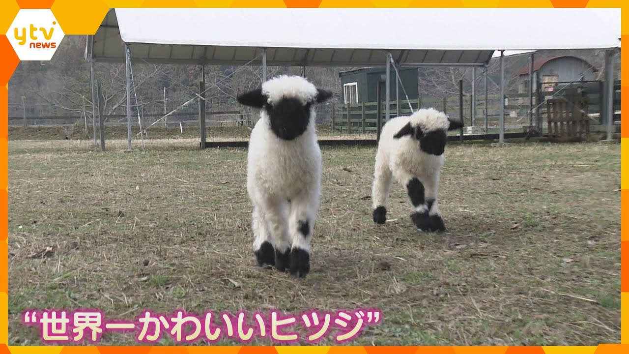 “世界一かわいいヒツジ”の赤ちゃんが公開　日本に数頭で白い毛、真っ黒な顔が特徴　滋賀・米原市