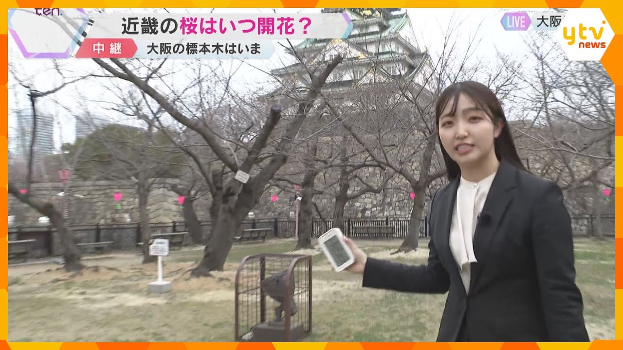 大阪府の桜の標本木はまだ「つぼみ」気象台の開花発表は見送り　AIの開花予想は「30日（日）ごろ」
