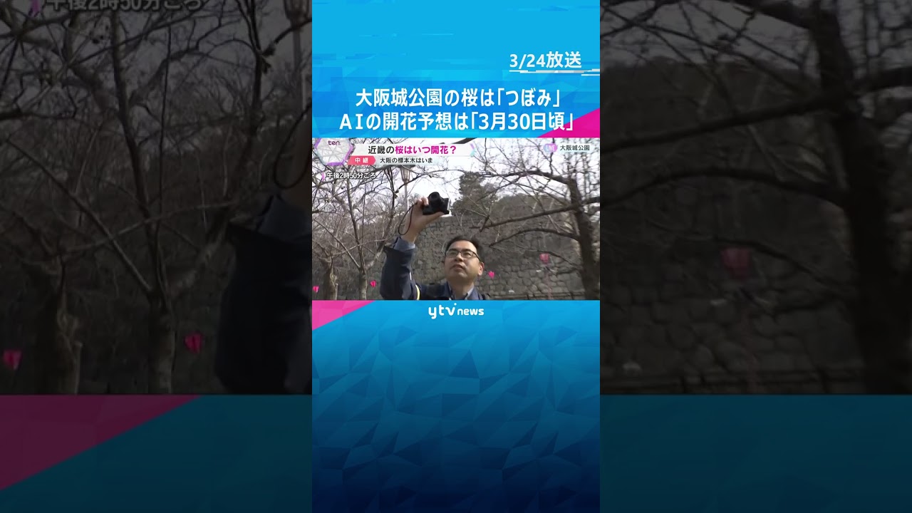 大阪府の桜の標本木はまだ「つぼみ」気象台の開花発表は見送り　AIの開花予想は「30日日曜日ごろ」　#shorts #読売テレビニュース
