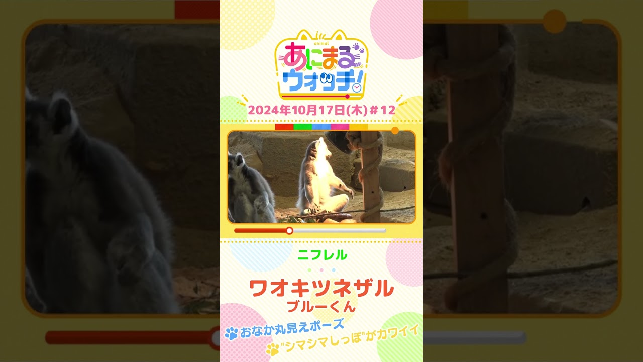 おなか丸見えポーズ!ワオキツネザル「ブルーくん」 大阪「ニフレル」#shorts #読売テレビニュース #すまたん #あにまるウォッチ #動物