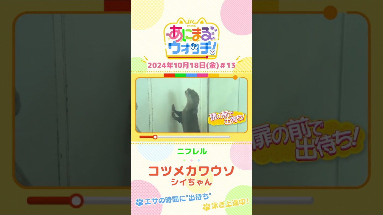 エサの時間に”出待ち”!コツメカワウソ「シイちゃん」 大阪「ニフレル」 #shorts #読売テレビニュース #すまたん #あにまるウォッチ #動物