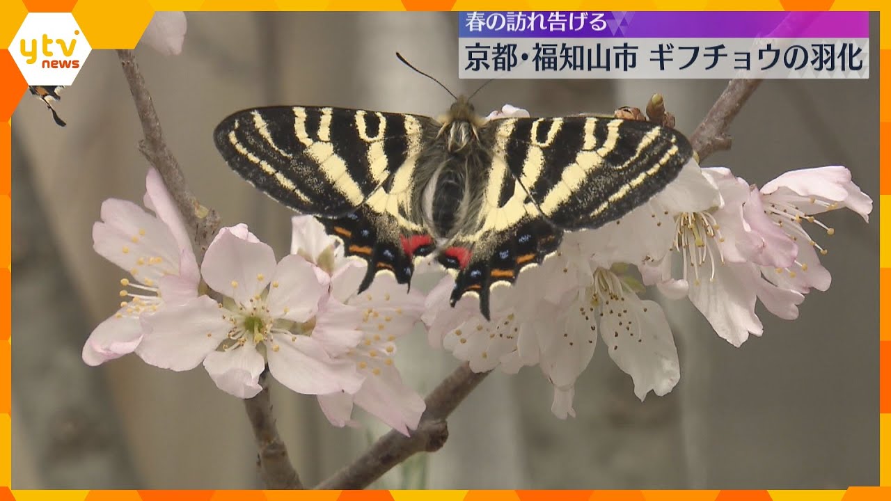 「春の女神」ギフチョウが羽化 絶滅危惧種のチョウが桜の季節に色鮮やかな姿見せる 京都・福知山市