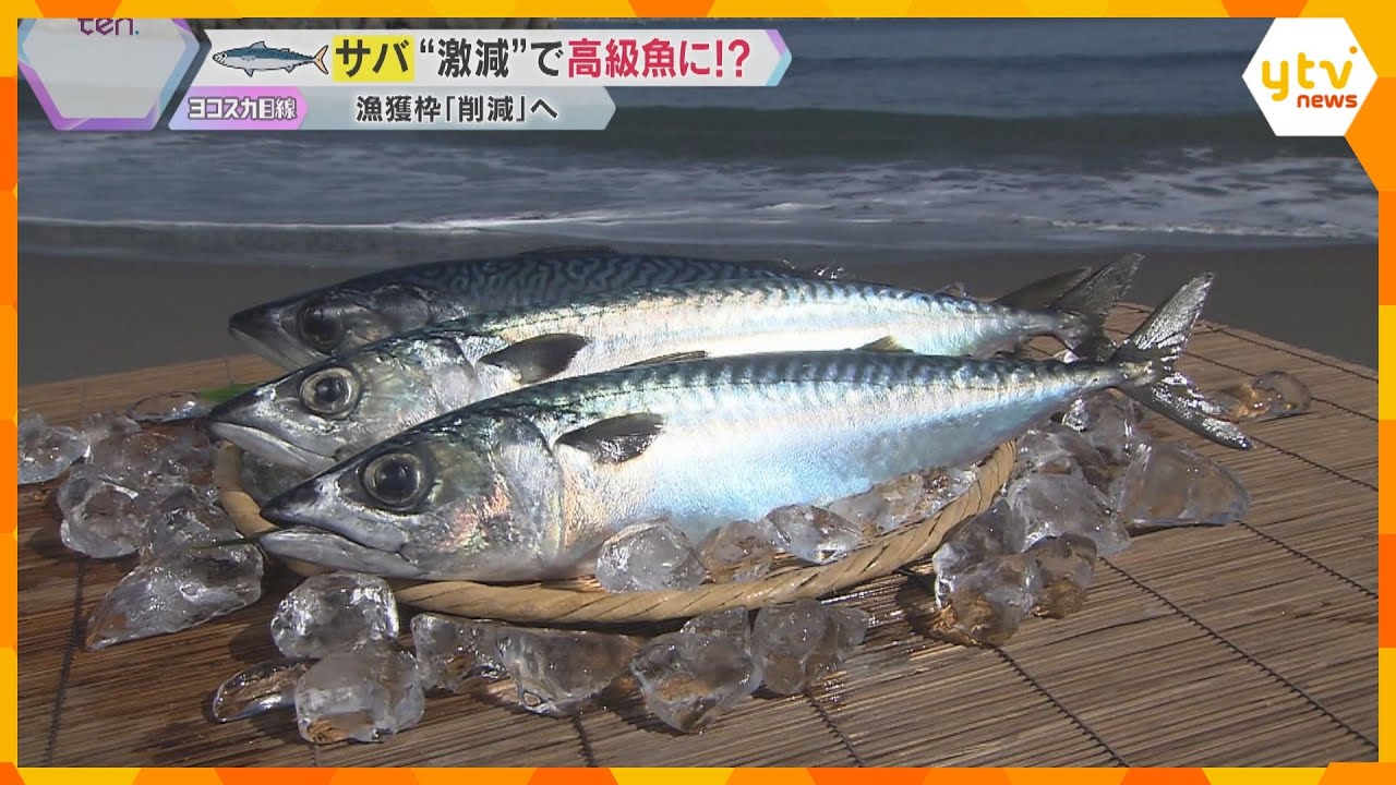 「正直、高級魚の種類に近づいてる」漁獲量減少で“サバ”の価格が高騰 国際会議で漁獲枠3割削減へ