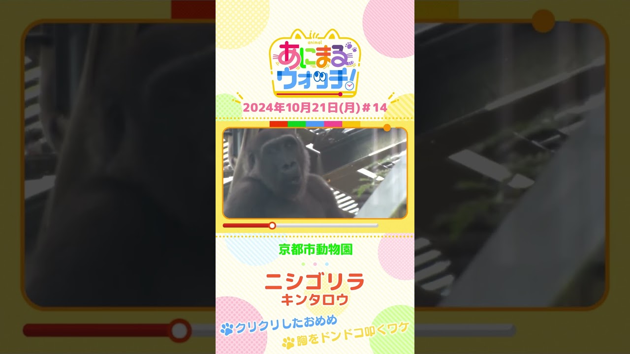 クリクリしたおめめ ニシゴリラ「キンタロウ」 京都「京都市動物園」 #shorts #読売テレビニュース #すまたん #あにまるウォッチ #動物
