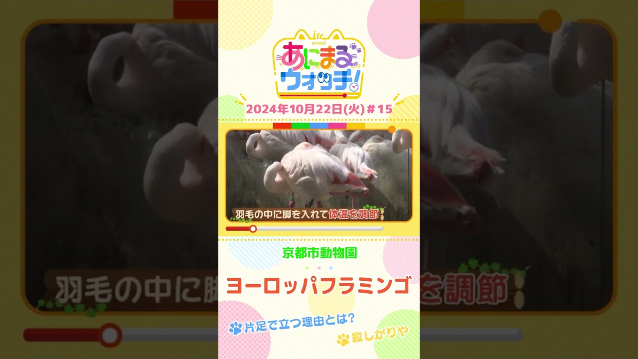 片足で立つ理由とは? ヨーロッパフラミンゴ 京都「京都市動物園」 #shorts #読売テレビニュース #すまたん #あにまるウォッチ #動物