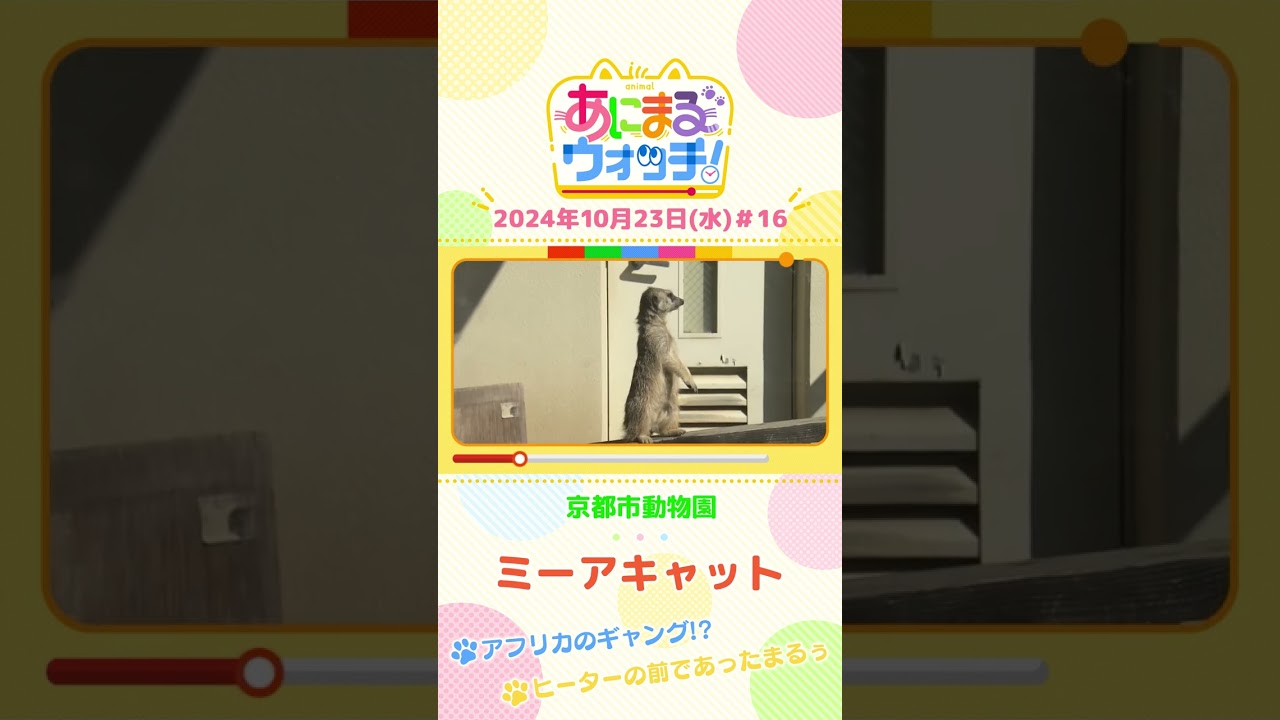 アフリカのギャング!?ミーアキャット 京都「京都市動物園」 #shorts #読売テレビニュース #すまたん #あにまるウォッチ #動物