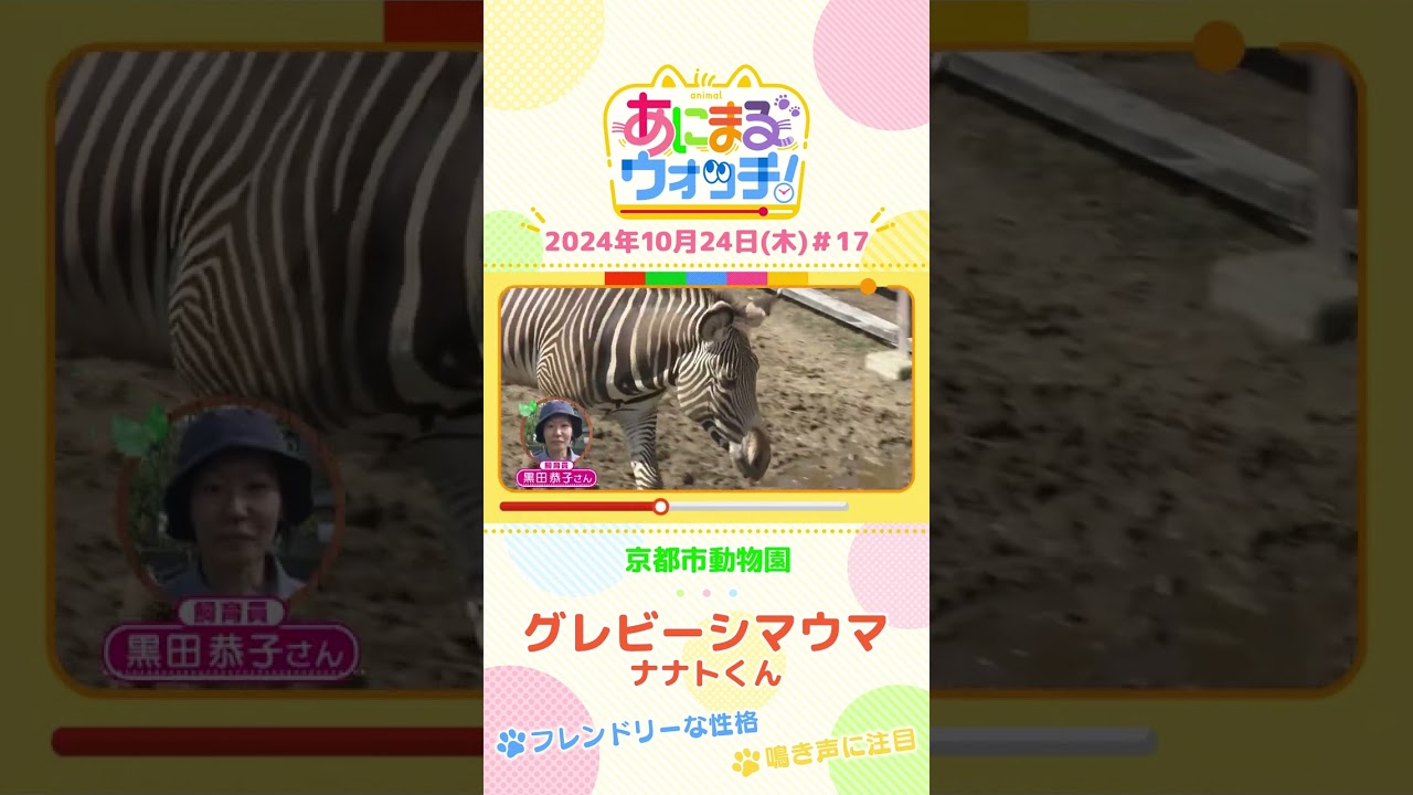 フレンドリーな性格 グレビーシマウマ「ナナトくん」 京都「京都市動物園」 #shorts #読売テレビニュース #すまたん #あにまるウォッチ #動物