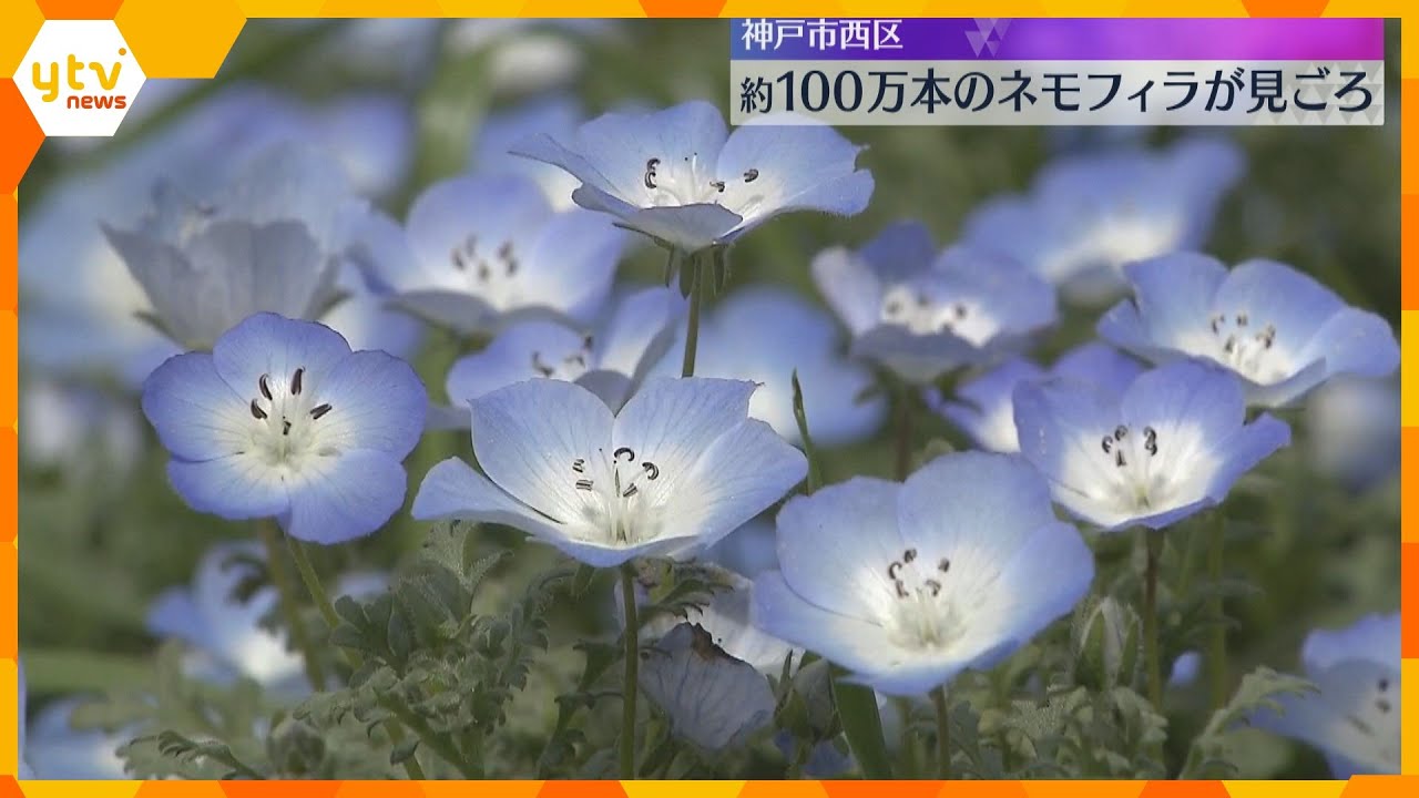 約100万本のネモフィラ見ごろ…丘が青一色に　神戸市西区の「こうべアグリパーク」　5月11日まで