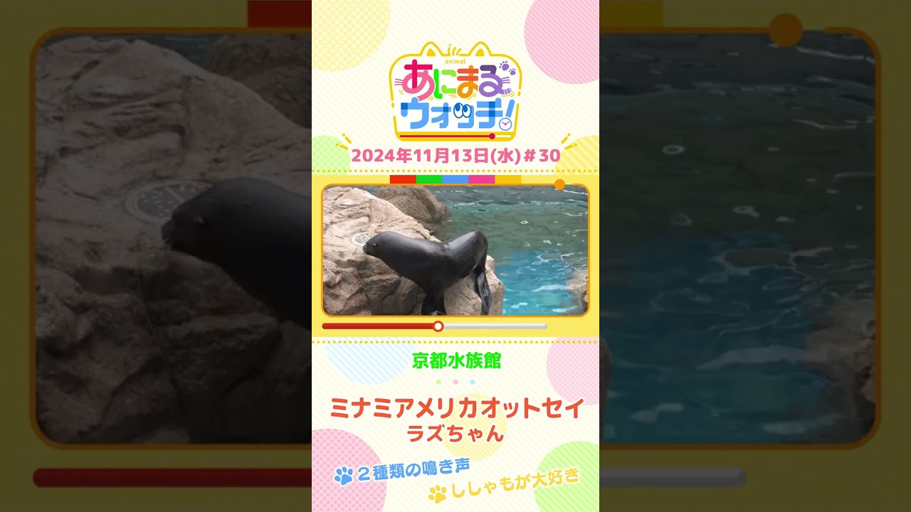 2種類の鳴き声！ミナミアメリカオットセイ「ラズちゃん」　京都「京都水族館」　#shorts #読売テレビニュース #すまたん ＃あにまるウォッチ #動物