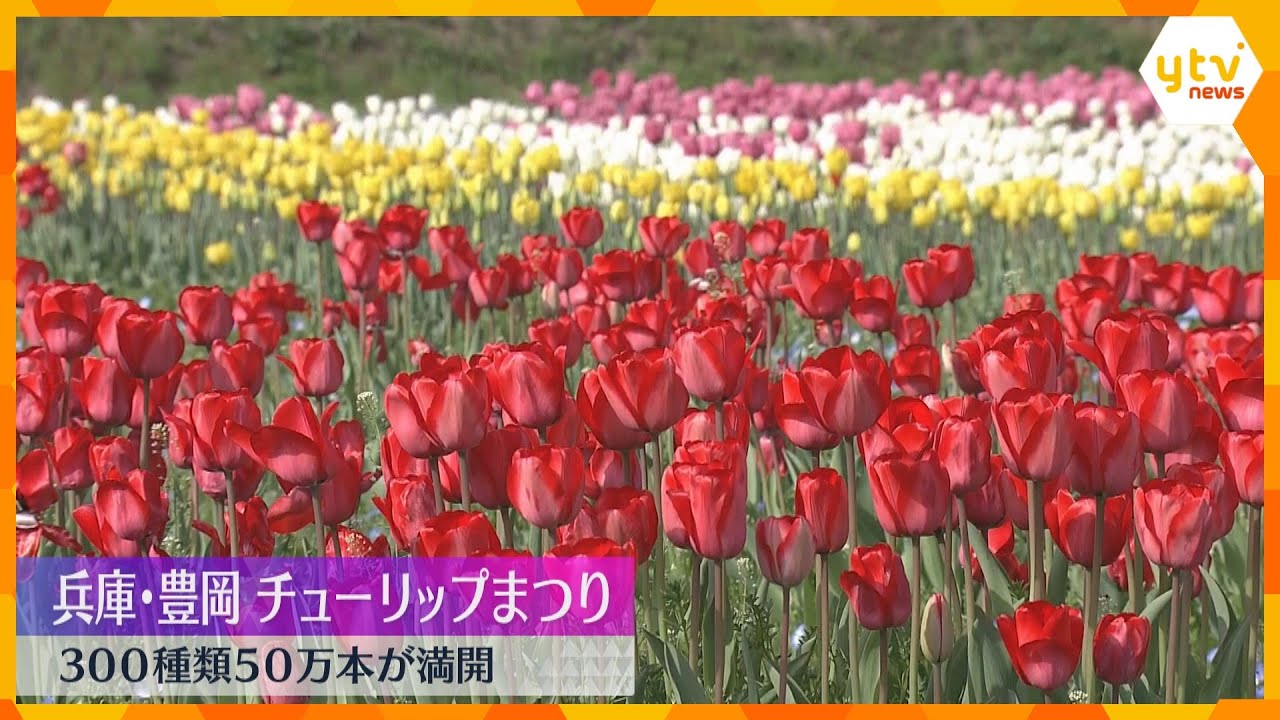 毎年恒例「チューリップまつり」　色とりどりの300種類50万本が満開　今月27日頃まで　豊岡市