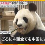 「めっちゃさみしい」パンダ4頭すべて中国に返還へ　アドベンチャーワールドは見送りイベントを検討　地域経済にも影響大きく
