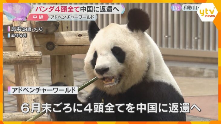 「めっちゃさみしい」パンダ4頭すべて中国に返還へ　アドベンチャーワールドは見送りイベントを検討　地域経済にも影響大きく
