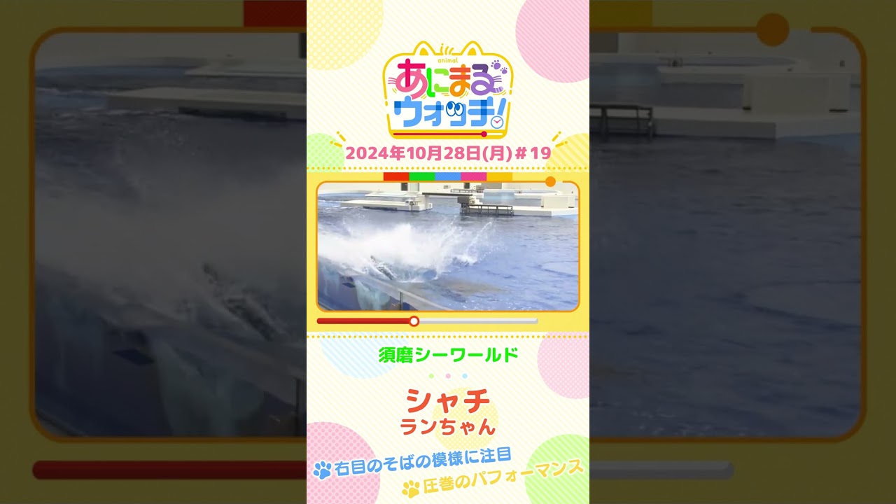 右目のそばの模様に注目!シャチ「ランちゃん」 兵庫「須磨シーワールド」 #shorts #読売テレビニュース #すまたん #あにまるウォッチ #動物