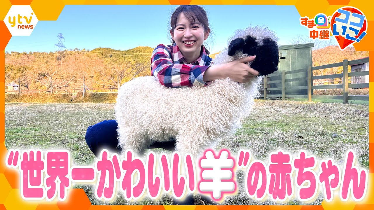 ”世界一かわいい羊”の赤ちゃん誕生！今しか見られない３つの貴重な姿を大公開！【す・またん！】