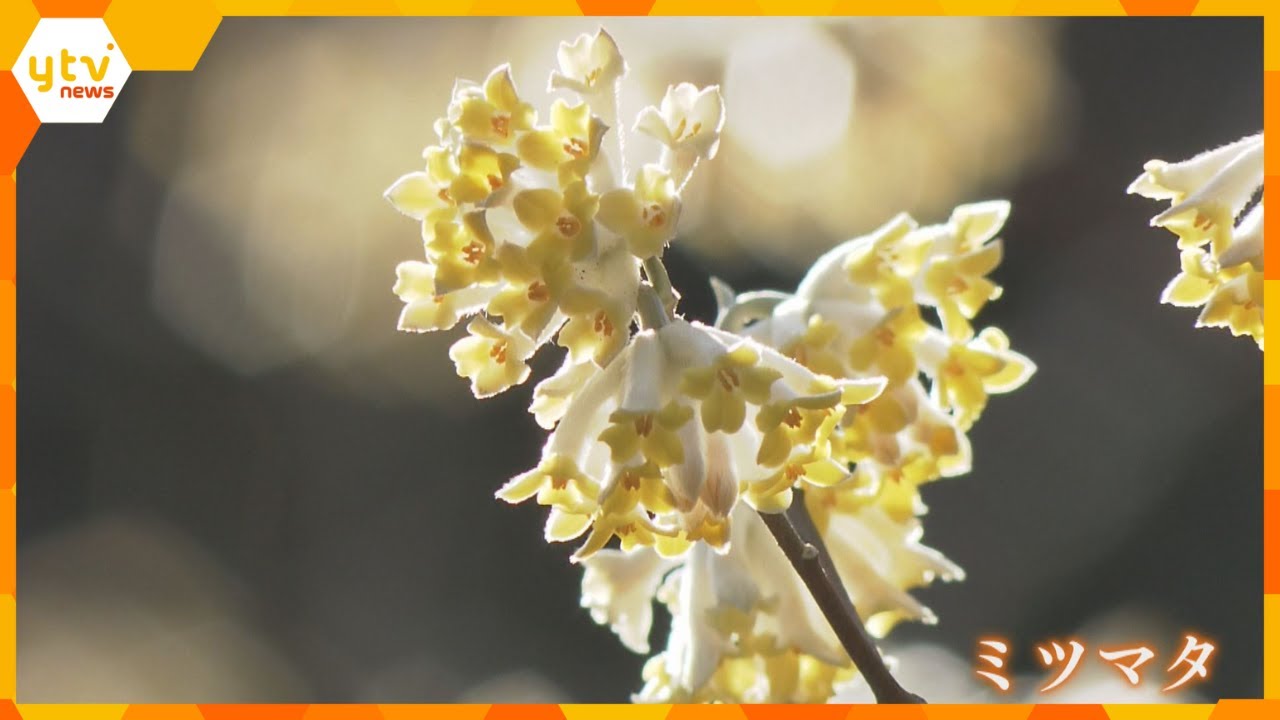 春の妖精「カタクリの花」、黄色い筒状の小さな花が集まった「ミツマタ」　春の訪れを告げる花が見頃　兵庫県北部