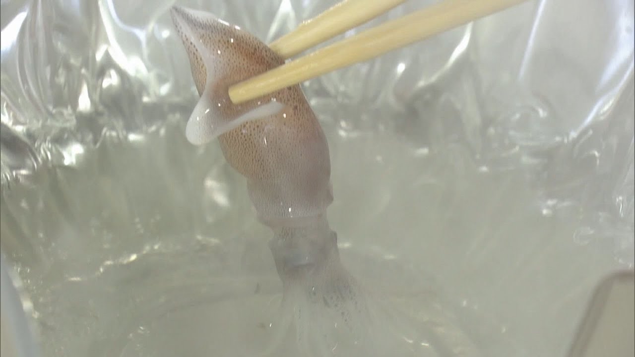 「おいしくて震えました」旬のホタルイカを堪能するイベント　日本有数の水揚げ量を誇る兵庫県新温泉町浜坂漁港