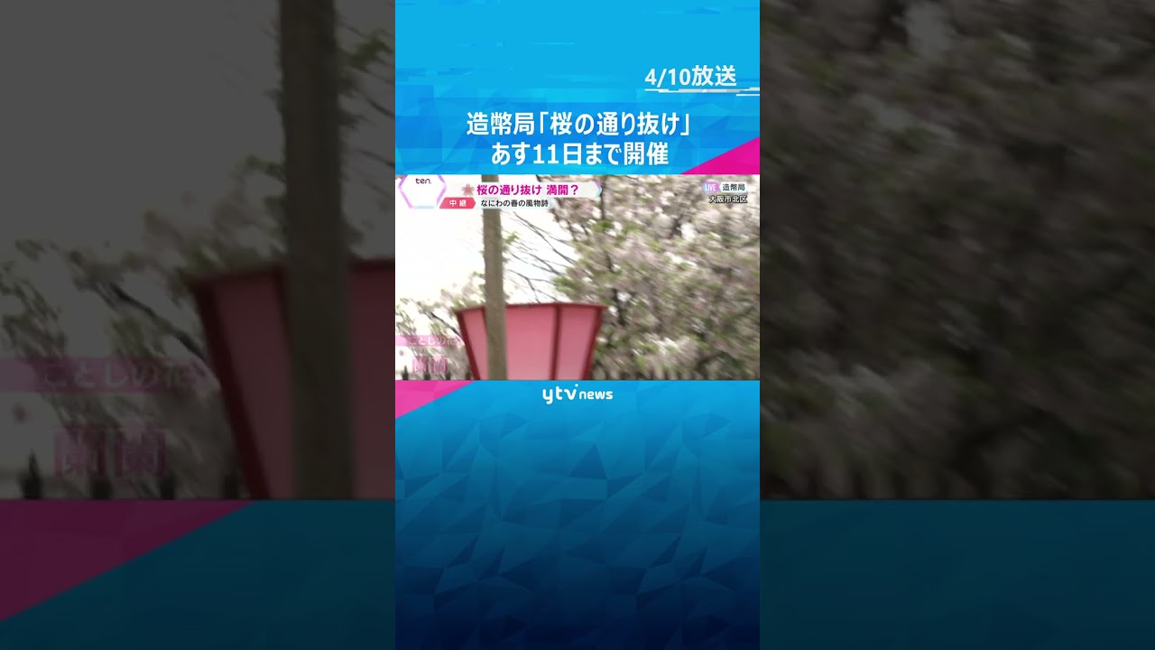 造幣局「桜の通り抜け」今年の花は『蘭蘭』パンダの毛並みに似た白い花、遅咲きの八重桜が見ごろ　#shorts #読売テレビニュース