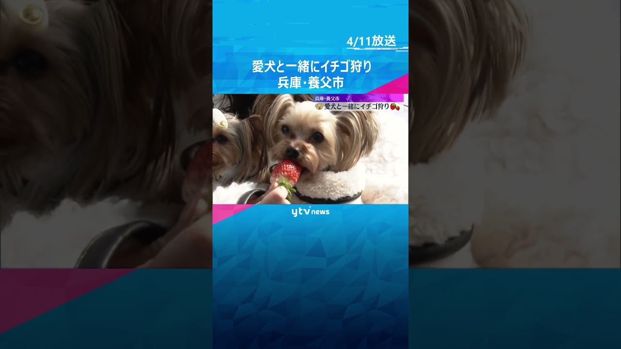 「一緒に行けるのが楽しくてうれしい」　愛犬と一緒の「イチゴ狩り」が人気　5月末まで　兵庫・養父市 #shorts　#読売テレビニュース