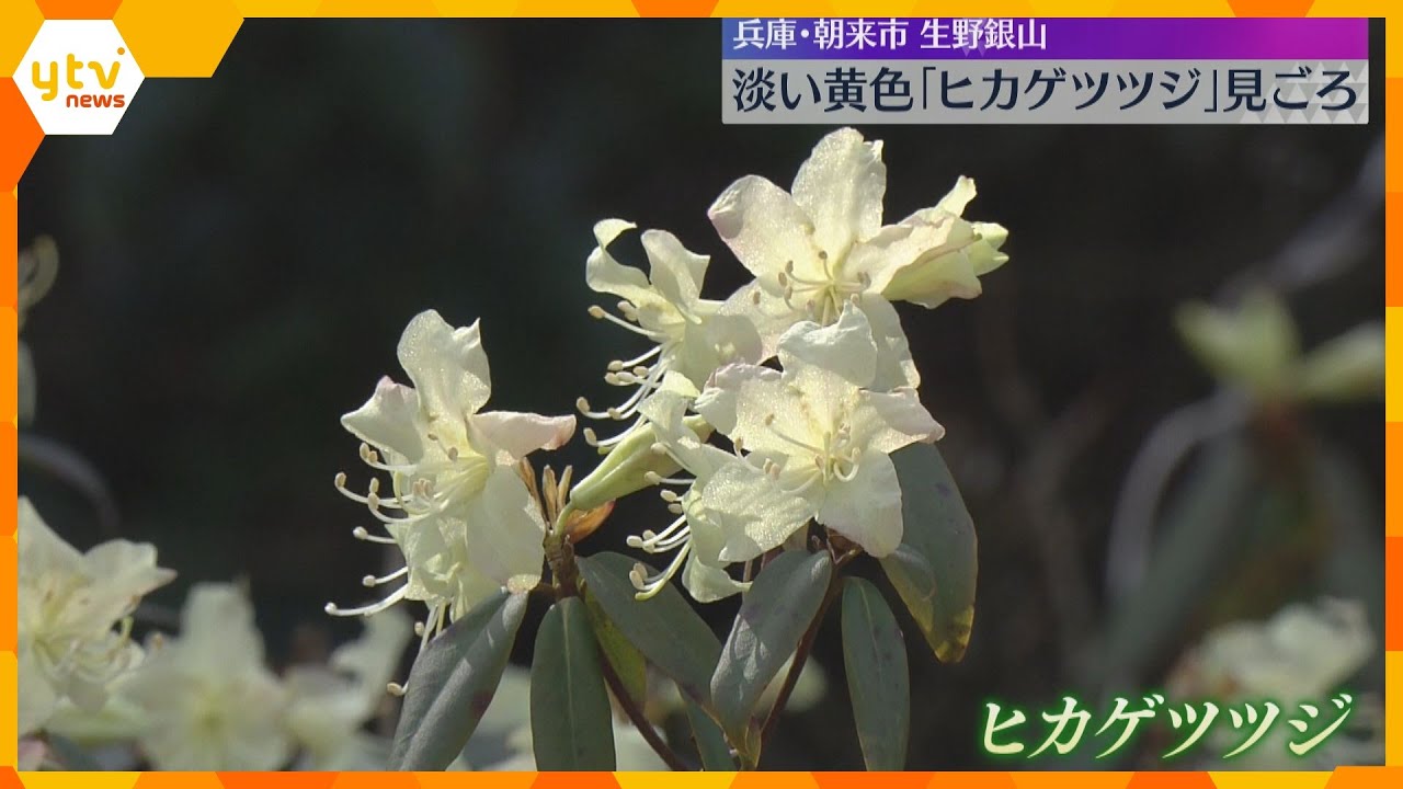 淡い黄色の「ヒカゲツツジ」見ごろ　生野銀山へ向かう山の斜面に約1000本が群生　兵庫・朝来市