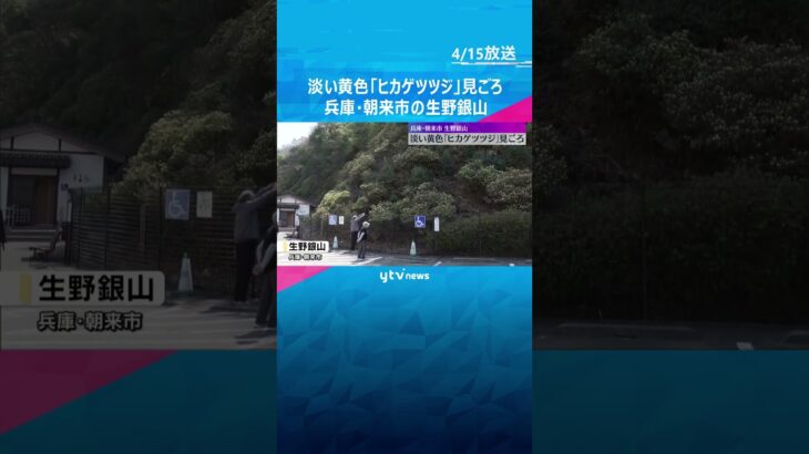 淡い黄色の「ヒカゲツツジ」見ごろ　生野銀山へ向かう山の斜面に約1000本が群生　#shorts #読売テレビニュース