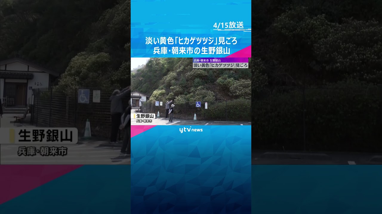 淡い黄色の「ヒカゲツツジ」見ごろ　生野銀山へ向かう山の斜面に約1000本が群生　#shorts #読売テレビニュース