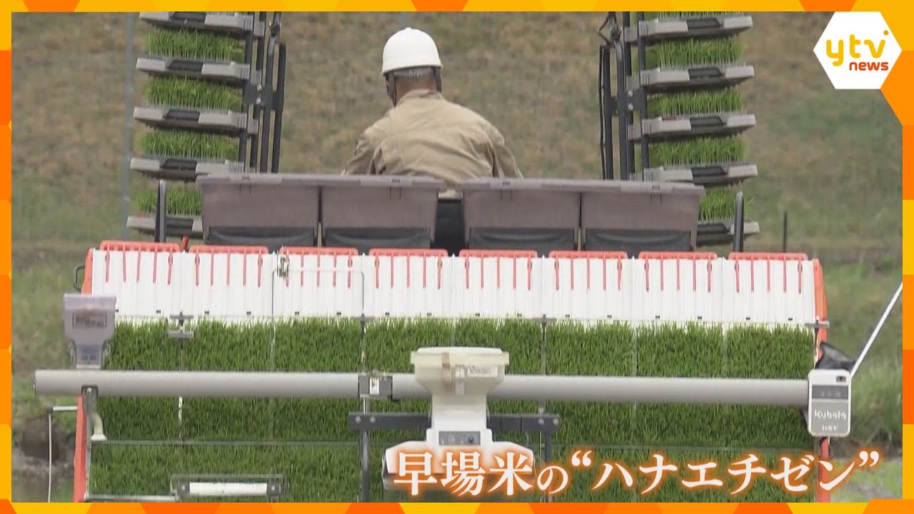 早場米の田植え始まる　コメ不足のため収穫量を増やす　8月中旬ごろに収穫し出荷予定　滋賀・高島市
