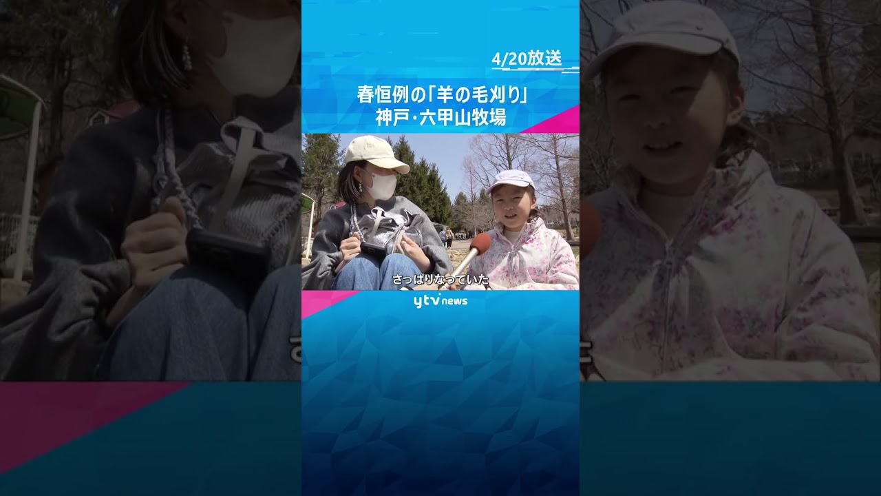 春恒例の「羊の毛刈り」　暑い夏を迎えるためバリカンで「さっぱり」に　神戸・六甲山牧場#shorts #読売テレビニュース