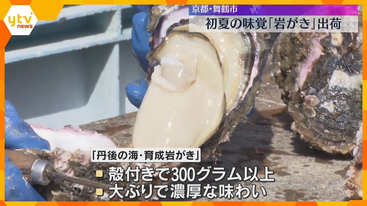 初夏の味覚「岩がき」出荷　大ぶりで濃厚な味わい　身が大きく、例年通り上々の出来　京都・舞鶴市