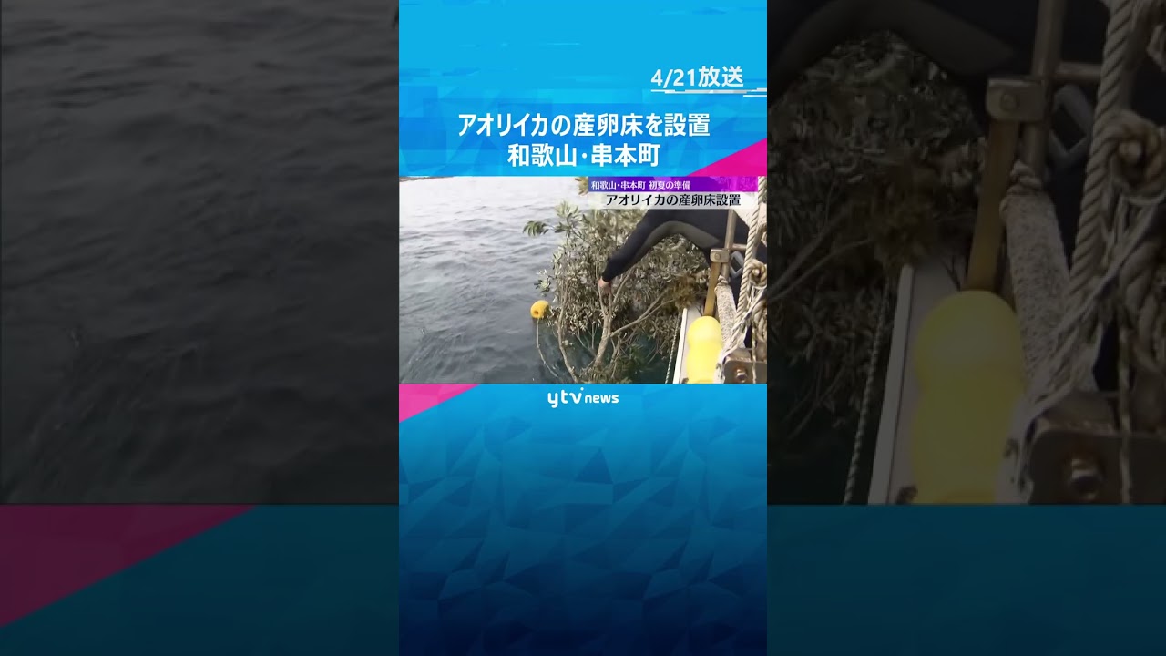 アオリイカの産卵床を設置　初夏の産卵シーズン前に水深15メートルに木の枝を固定　和歌山・串本町#shorts #読売テレビニュース